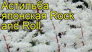 Астильба японская Рок энд Ролл. Краткий обзор, описание характеристик astilbe japonica Rock and Roll