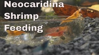 My Neocaridina Shrimp feeding close-up - Blue, Orange, Chocolate, Cherries