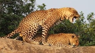 Leopards Mating - Latest Wildlife Sightings