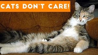 Cats Don't Care Cute Animal Compilation | Funny Pets Videos 2017
