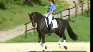 Faszination Pferde : Dressage, Springen & Freiheit
