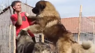 Caucasian Ovcharka  - The Biggest Dog in the World