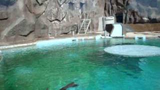 Животные Ижевского зоопарка: моржи и морские котики