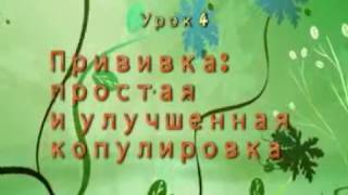 Прививка деревьев в саду: делаем сами. Простая и улучшенная копулировка. Прививка черенком.