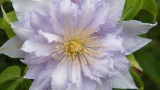 КЛЕМАТИС В САДУ - ПОСАДКА, ВЫРАЩИВАНИЕ, УХОД, УДОБРЕНИЕ ЧАСТЬ 1 / Clematis in the garden