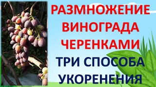 РАЗМНОЖЕНИЕ ВИНОГРАДА ЧЕРЕНКАМИ. ТРИ СПОСОБА УКОРЕНЕНИЯ ВИНОГРАДНЫХ ЧЕРЕНКОВ.