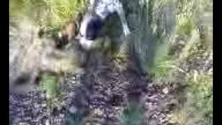 dog kills coyote