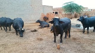 Anwar Buffalo dairy farm in Pakistan Punjab Village | | Buffalo farming [14]