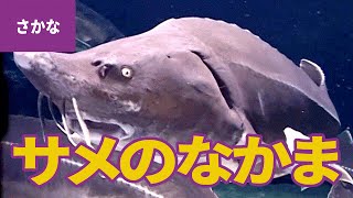 水の生き物（4）サメのなかま：シロワニ／ドチザメ／ネムリブカ／ホシエイホシエイ／マダラトビエイ／ホシチョウザメ／ベステル