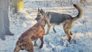 Boxer vs shepherd.Боксёр и Восточно-европейская овчарка