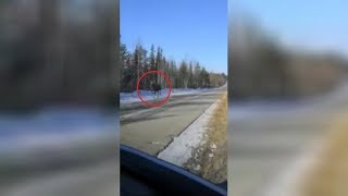 Югорчане засняли, как медведь охотится на лося