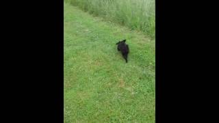 Kiras Welpentraining Ohne Leine