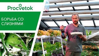 Как бороться со слизнями. Эффективный метод борьбы со слизнями в огороде.