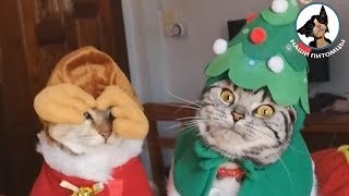 Новогодние кошки ??? Кот на елке Кошка в костюме ♥️