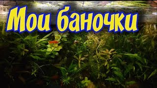 АКВАРИУМНЫЕ РЫБКИ БЕЗ КОРМА ВО ВРЕМЯ ОТПУСКА! АКВАРИУМЫ ДО И ПОСЛЕ ОТПУСКА!