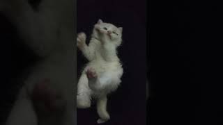 Котенок ищет дом