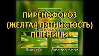 Пиренофороз,  желтая пятнистость пшеницы Drechslera tritici repentis