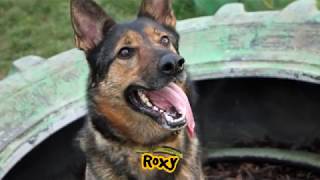 Dogs Trust Darlington - Roxy