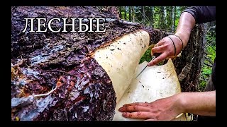 7 ПРОСТЫХ СОВЕТОВ ДЛЯ ЛЕСА | 7 BUSHCRAFT TIPS