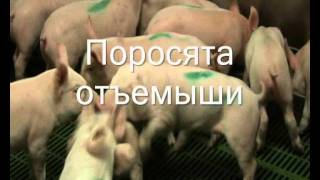 Поросята отъемыши-5