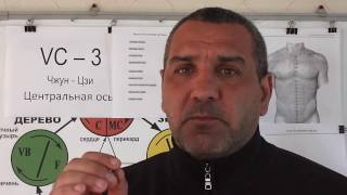 Мужские половые органы.