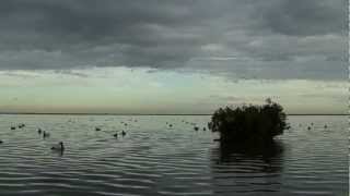 Duck hunt on the coast of Texas