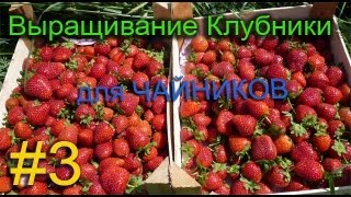 Тонна клубники с 1 сотки это реально  (Первые итоги)