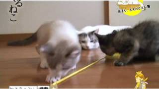 くるねこ愚連隊　生映像　～胡ぼん、どぇんどぇん篇～