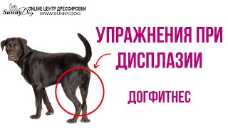 Упражнения для собак при дисплазии. Как правильно заниматься?