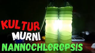 Cara Kultur Nannochloropsis / chlorella vulgaris*ugoplanktonshop*
