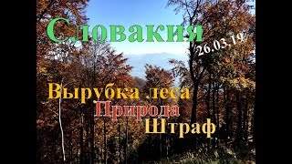 Словакия и вырубка леса