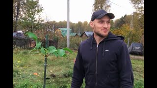 Как посадить грецкий орех, грушевые и смородину в Сибири. Дачные будни. Часть 10