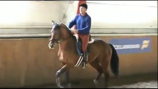 Конный спорт. Обучение. Конкур. Джордж Моррис мастер-класс в СПб.