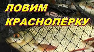 КАК  И  ГДЕ  ЛОВИТЬ  КРАСНОПЁРКУ