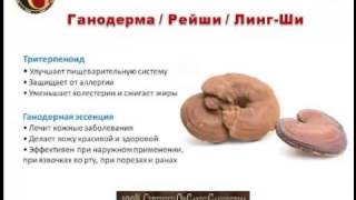 Ганодерма - гриб бессмертия продукция ORGANO GOLD