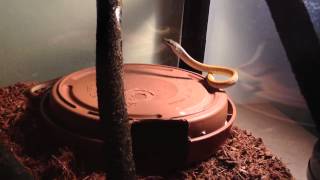 Golden phase common tree snake in new enclosure