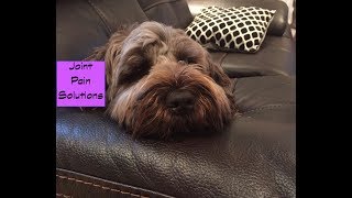 Joint Pain|Hip Dysplasia in Dogs - Pain Management & Prevention