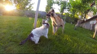 Cat vs Dog - who will win? Cruel Intentions / Кошка против Собаки - кто победит? Жестокие игры