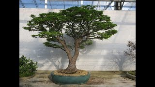 Bonsai Center Ginkgo, Heirweg 190, 9270 Laarne, Belgique