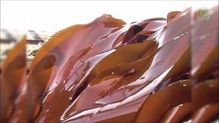 Беломорские водоросли Ламинария и Фукус