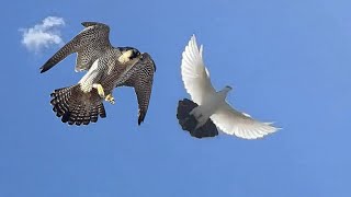 Сокол Сапсан!!! Не прошло 7 сикунд атакует моих голубей! Falcon Pelegrinus!!!