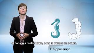Hippocampe