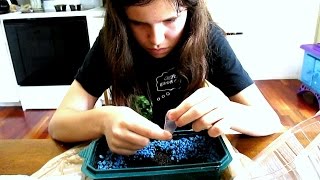 GROW VENUS FLY TRAP PLANT