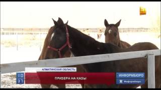 В Алматинской области 37-летний мужчина украл и пустил под нож породистого скакуна