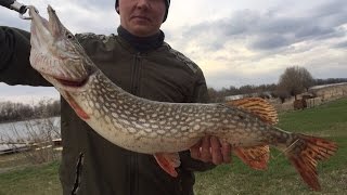Рыбалка в Астрахани. Камызякский район. Апрель 2017. Часть 1 (щука,судак,толстолобик)