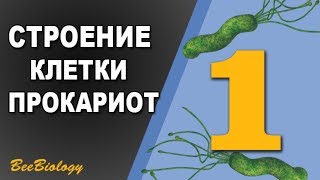 Урок по Биологии №1 - Строение прокариотической клетки / Клетка Бактерии