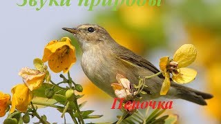 Звуки природы для детей ♪ Голоса птиц для детей ♪ Пеночка