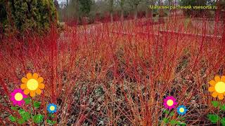 Дерен кроваво-красный Аниз Винтер Орандж. Краткий обзор cornus sanguinea Anny's Winter Orange
