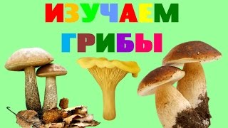 Изучаем грибы. Названия грибов. Стихи про грибы для детей. Обучающее видео для малышей