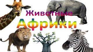 Мультик от kidTV "Животные Африки" и их звуки Развивающий мультик для детей (звуки животных)